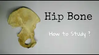 Hip Bone - 1, How to Study? | ilium, Ischium, and Pubis | Dr. Pawan nagar