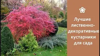 ❀ Лучшие лиственно-декоративные кустарники для сада