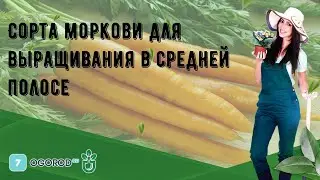 Cорта моркови для выращивания в средней полосе