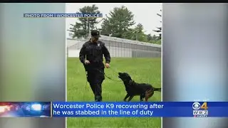 Worcester Police K9 Stabbed By Man With Screwdriver