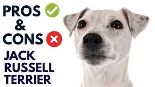 Jack Russell Terrier Breed Pros and Cons Jack Russell Terrier Advantages and Disadvantages