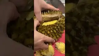 Can you open durian with no knife?