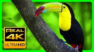 Breathtaking Colors of Nature in 4K III 🐦Beautiful Nature - Sleep Relax Music 4K UHD TV Screensaver