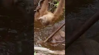 Let's go for a swim! #orangutan #monkey #wildlife