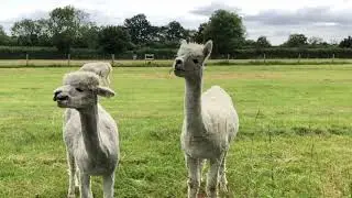 Alpaca eating