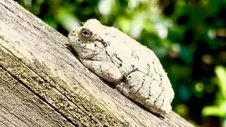 Gray tree frog audio