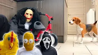 Funny Beagles Get Pranked Compilation : Funny Beagles Louie & Marie