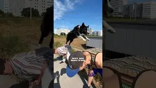 ПАРКУР СОБАКА ПРЫГАЕТ ТРЮКИ 😍 @ParkourDogNinja #parkour #pkfr #dog