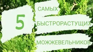 5 САМЫХ БЫСТРОРАСТУЩИХ МОЖЖЕВЕЛЬНИКОВ В МОЖЖЕВЕЛОВОМ САДУ🌲🌲