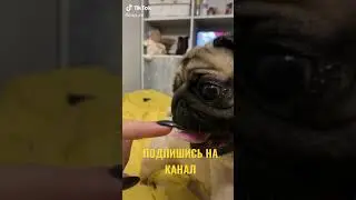 МОПС ХРЮКАЕТ И КУСАЕТ