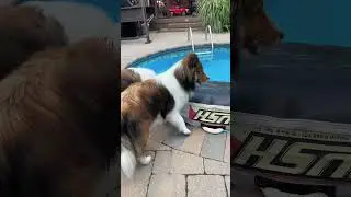 Biscuit has always been a problem solver! 😆🐶 a Biscuit Talky 