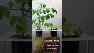 Growing Tomatoes 🍅 120 Days in 1 Minute