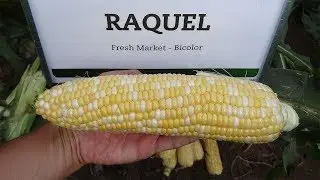 РАКЕЛЬ F1 - УЛЬТРАРАННЯЯ КУКУРУЗА С ИЗУМИТЕЛЬНЫМ ВКУСОМ