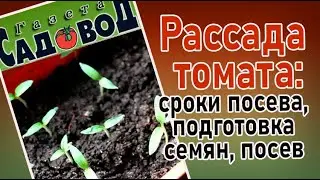 РАССАДА ТОМАТА: сроки посева, подготовка семян, посев