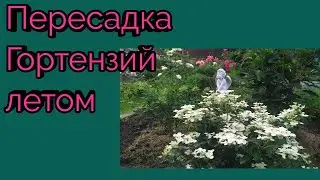 Пересадка Гортензий летом. Сад в Ленинградской области.