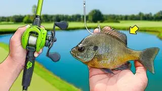 LIVE BAIT Fishing for Big Bass!