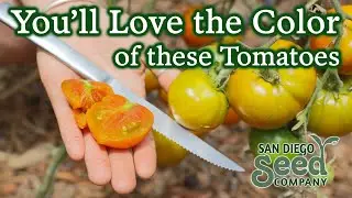 TASTE TEST: Thornburn’s Terra-Cotta Organic Tomatoes | San Diego Seed Company