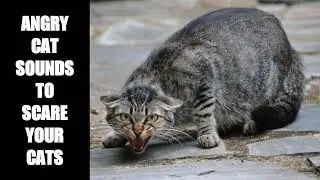 Cat Fighting Sounds to Scare Cats #2