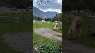 Beautiful Haflinger Horses Grazing in the Pasture! 😍 #horses #austria