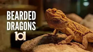 Bearded Dragons 101: Everything You Should Know