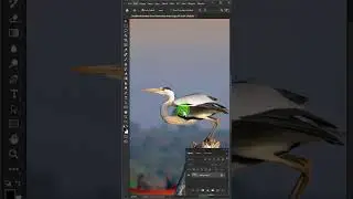 Disabled Animated Zoom Preview in Photoshop 