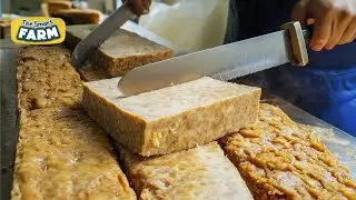 AMAZING Tempeh Mass Production! Tempeh Processing From Soybeans