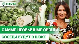 Вашим огородом будут восхищаться! ТОП-10 необычных овощей для огорода.