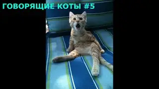 Говорящие коты # 5, приколы с котами, подборка смешных котов, которые говорят как люди