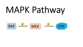 MAP Kinase Pathway (MAPK) with RAF, MEK and ERK