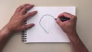 How to Draw a Clam Shell