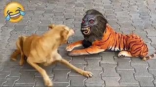 1 Hour Of Funniest Animals 2023 🤣 Best Cats and Dogs Videos 😸🐶 Part 7