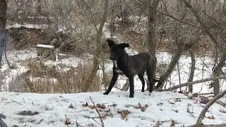 собачка требует еды от туристов