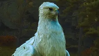 Крыланна Гиппогриф ➤ Hogwarts Legacy