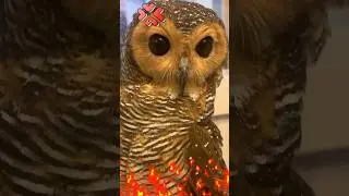 Oops! Bibib sudah punya pasangan sekarang!😅🦉 #cute #owl #funnyanimals #funnyvideo #funny #animals