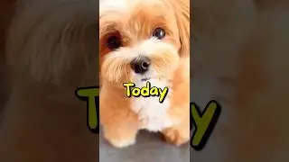 What If YOU FOUND This PUPPY 😱 | Wholesome Moments