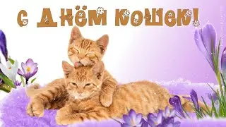 С днем кошек и котов. Красивое поздравление с днем кошек. Видео открытка