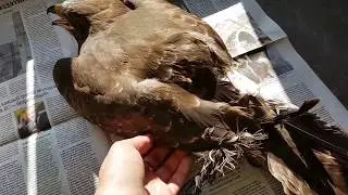 How to repair damaged bird feathers? Fixing buzzard's wing.