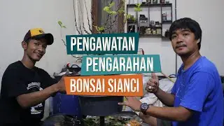 Pengawatan Dan Pengarahan Percabangan Bahan Bonsai Sianci Bersama Mas Ben dan Mas Asep Maulana