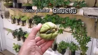 Como Plantar Chuchu em Casa Fácil e Simples