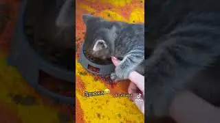 БЕДНЫЙ КОТЁНОК НЕ КУШАЛ БОЛЬШЕ СУТОК