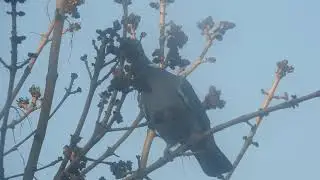 Vogel in de boom aan zijn ontbijt.