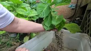 HOW TO PROPAGATE HYDRANGEAS