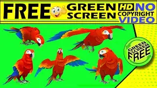 Birds | the Birds | Parrots | Birds green screen | birds Flying green screen | free and no copyright