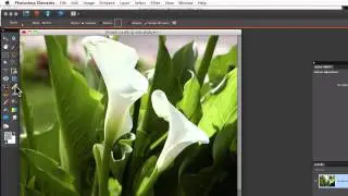 Photoshop Elements Tutorials- Zoom Tool Shortcut