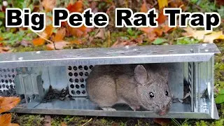 Trapping Huge Pack Rats With The Big Pete Trap. Mousetrap Monday.