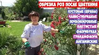 Летняя обрезка роз после цветения ПЛЕТИСТЫЕ, ФЛОРИБУНДА, ШРАБЫ, ЧАЙНО ГИБРИДНЫЕ. Шиповник на розах!