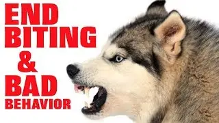 Easily STOP Husky Aggression, Biting, Nipping And More! (Works For All Breeds)