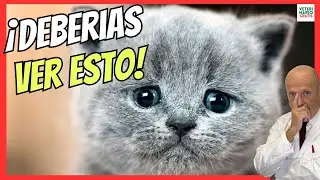 🆘 ALUCINANTE CASO DE INTOXICACIÓN DE UN GATO POR USO DE PIPETA PARA PERROS CON PERMETRINA 🆘