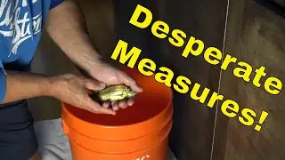 Saving a Favorite Fish [Desperate Measures!] - Did I do the Right Thing?