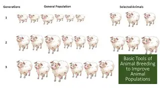 Basic Tools in Animal Breeding to Improve Animal Populations | Selection | Mating